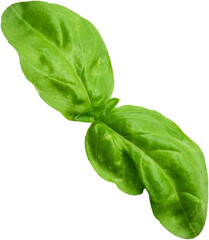 Fresh Basil png transparent photo