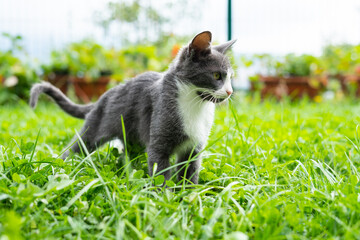 A small gray cat standing in the grass and looks into the distance, looking brave and proud