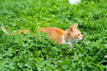 Naklejka na ściany i meble A small ginger cat is lying in the grass, watching and ready to attack