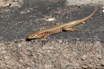 Eine Mauereidechse - Podarcis muralis tankt Sonnenlicht auf einem Mauerrand