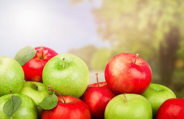 fresh harvest of red and green apples on the background of apple trees