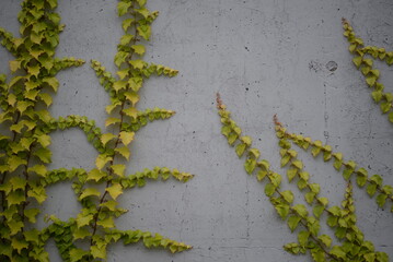 Lush green vines growing on side of weathered old concrete wall, Ivy on concrete Fence green ivy, green fence, concrete fence background, texture, concrete, gradient 