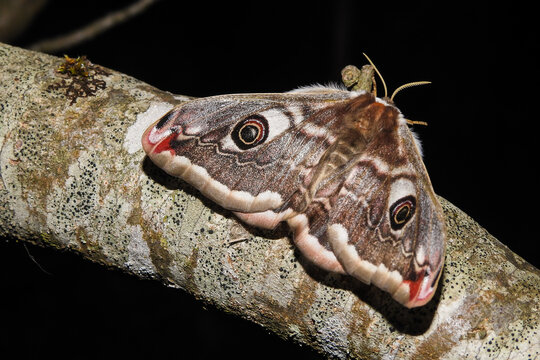 Farfalla notturna Pavonia maggiore (Saturnia pavonia) ,falena in primo piano