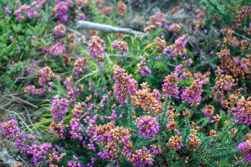 Obraz premium flora in the woods in September