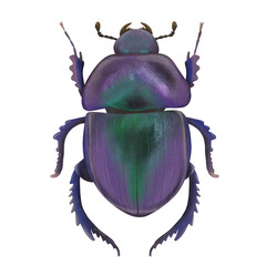 Beautiful purple beetle top view isolated on transparent background