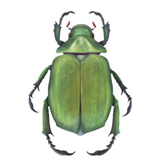 Beautiful green beetle top view isolated on transparent background