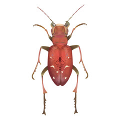 Red beetle top view isolated on transparent background