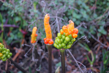 arum palaestinum found in our pathway