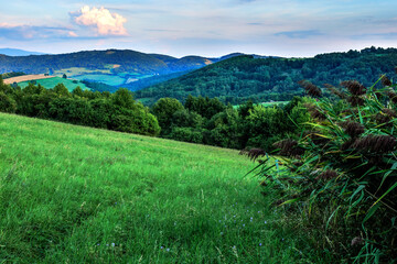 Summer rural landscape with meadow and forest at sunset. Tall grass in the foreground. Fresh green vegetation after rain. 