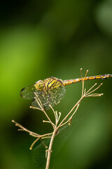 The dragonfly is standing on a beautiful tree branch.