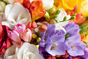 The colorful bouquet of freesia flowers