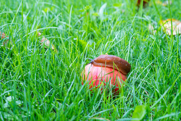 A snail on the red apple in the grass