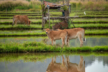 Naklejka na ściany i meble The calf is playing in the rice field.