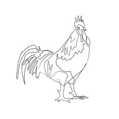Vector illustration of a rooster in line-art style © Nataliia