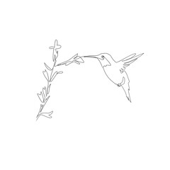 Vector illustration of hummingbird in line art style