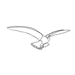 Dove vector illustration in line art style