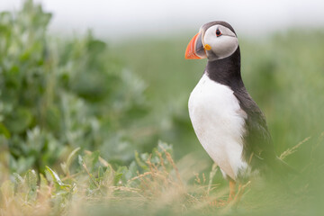 Atlantic Puffins bird or common Puffin (Fratercula arctica).