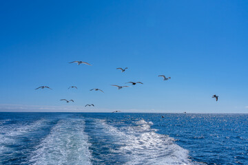 A flock of birds with spread wings in the blue sky is chasing the ship