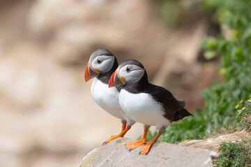 Atlantic Puffins bird or common Puffin (Fratercula arctica).