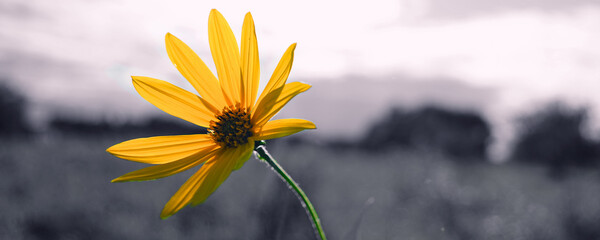 Lonely big yellow colored flower with long petals growing in meadow against black and white natural background