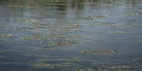 Green long algae grass growing on water surface in river or lake. Environment and ecology concept.