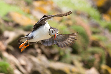 Atlantic Puffins bird or common Puffin (Fratercula arctica).
