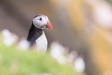 Atlantic Puffins bird or common Puffin (Fratercula arctica).
