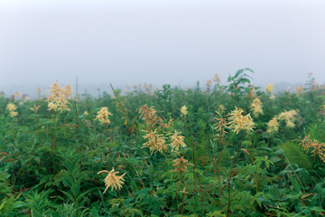 Obraz na płótnie Canvas foggy tall grass morning meadow, natural landscape