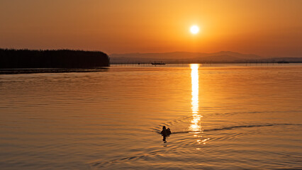 El pato nadando en el reflejo del sol al atardecer