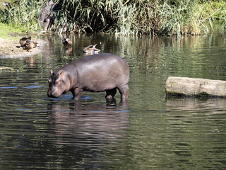 A young Hippopotamus, Hippopotamus amphibius, moves in the shallow water of a pond.