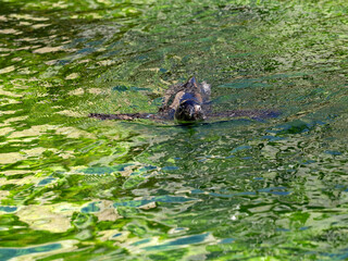 The African penguin, Spheniscus demersus, moves better in water than on land.