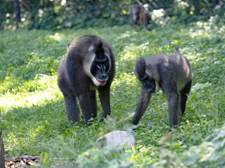 An adult male Drill, Mandrillus leucophaeus, checks a female to see if she is in heat.