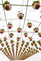View of flowers hanging baskets or pots in the greenhouse with drip irrigation system