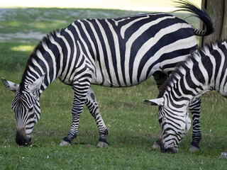 Fototapeta na wymiar A small herd of Burchell's zebra, Equus quagga burchellii, graze near a watering hole.