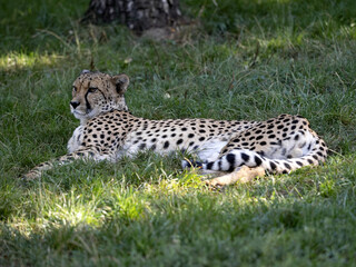 Naklejka na ściany i meble A cheetah, Acinonyx jubatus, lies on the grass and rests in a prone position.