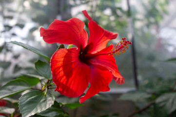 Hibiskus © Asfodel