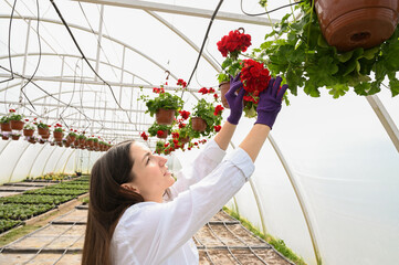 Close up of female gardener taking care of flower seedling. Commercial cultivation houseplants in a...