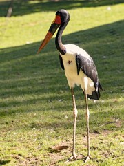 The Saddle-billed Stork, Ephippiorhynchus senegalensis, is the most brightly colored stork