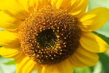 Słonecznik - kwiat