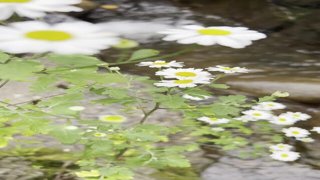 forest flowers near water