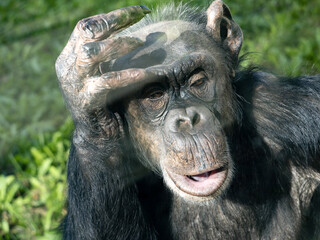 Portrait of a forty-year-old female African Chimpanzee, Pan troglodytes.