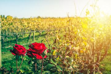 Closeup of red roses at the end of a row of grapevines. Rose bushes planted at the perimeter of...