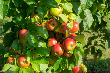 Jabłka w sadzie, uprawa ekologiczna