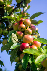 Jabłka w sadzie, uprawa ekologiczna