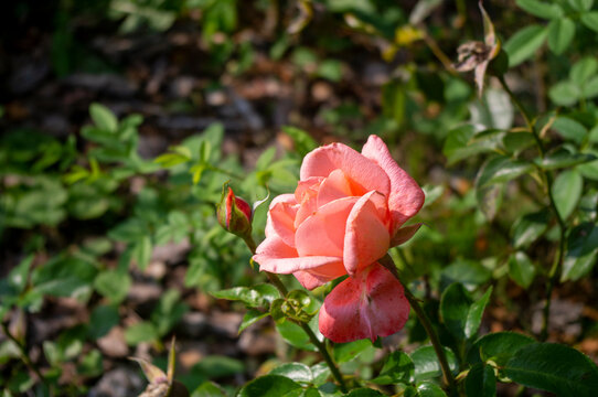 Kwitnąca róża
