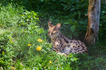 Serval - lies in the green grass near the tree and observes its surroundings. He has erect ears and...