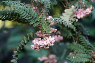 Sorbus koehneana, Rosaceae family. China