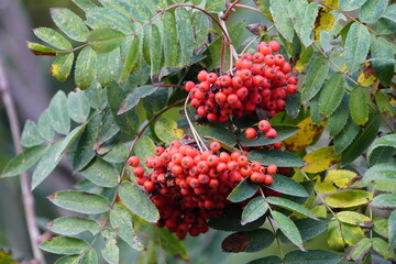 Sorbus sargentiana, red fruits. Rosaceae family