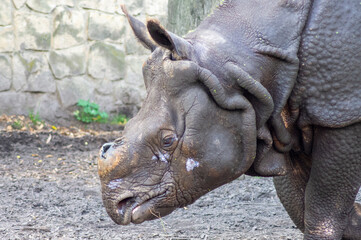 Głowa nosorożca - obrazy, fototapety, plakaty