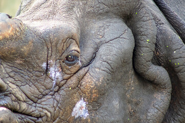 Oko nosorożca - obrazy, fototapety, plakaty
